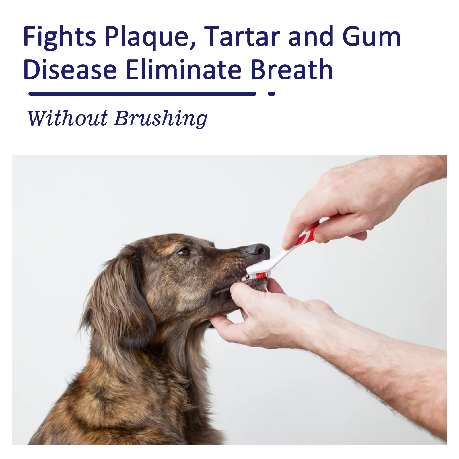 Pet Toothpaste Reduce Tartar R - Teeth Whitening Gum review and price