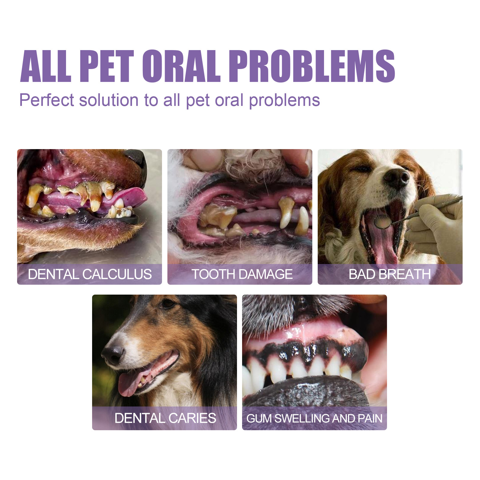 Pet Oral Repair Gel Puppy Tart - Teeth Whitening Gum review and price